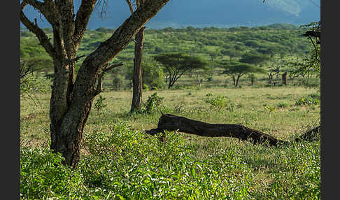 Aethiopien (Ethiopia)