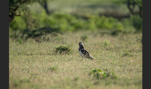 Schwarzbrustschlangenadler (Circaetus pectoralis)