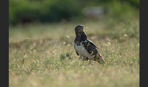 Schwarzbrustschlangenadler (Circaetus pectoralis)