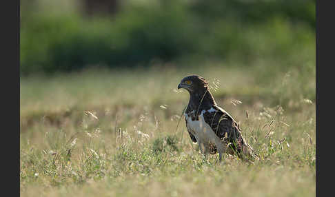 Schwarzbrustschlangenadler (Circaetus pectoralis)