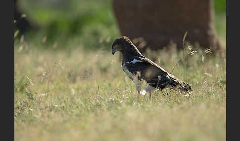 Schwarzbrustschlangenadler (Circaetus pectoralis)