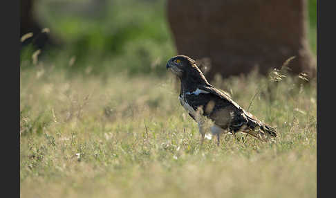 Schwarzbrustschlangenadler (Circaetus pectoralis)