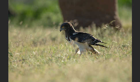 Schwarzbrustschlangenadler (Circaetus pectoralis)