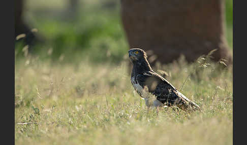 Schwarzbrustschlangenadler (Circaetus pectoralis)