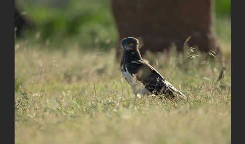 Schwarzbrustschlangenadler (Circaetus pectoralis)