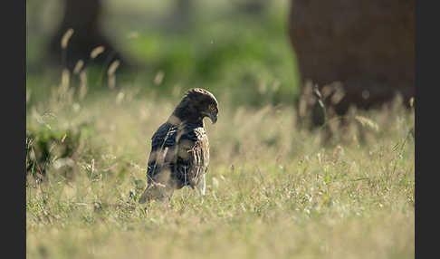 Schwarzbrustschlangenadler (Circaetus pectoralis)