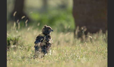 Schwarzbrustschlangenadler (Circaetus pectoralis)