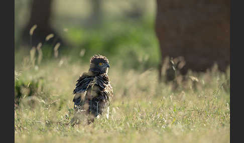 Schwarzbrustschlangenadler (Circaetus pectoralis)