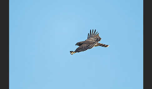 Schwarzbrustschlangenadler (Circaetus pectoralis)