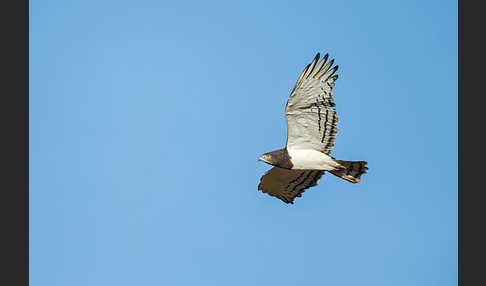 Schwarzbrustschlangenadler (Circaetus pectoralis)