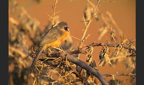 Heuglindrossling (Turdoides rubiginosa)