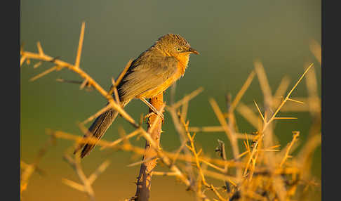 Heuglindrossling (Turdoides rubiginosa)