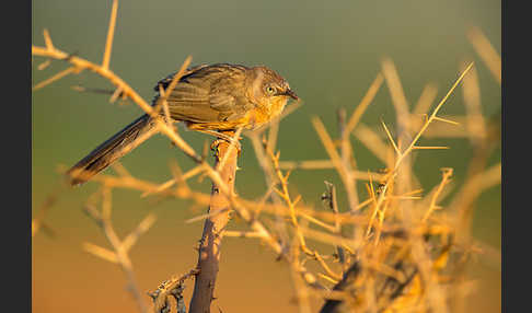 Heuglindrossling (Turdoides rubiginosa)