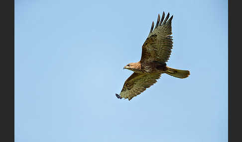 Mäusebussard (Buteo buteo)