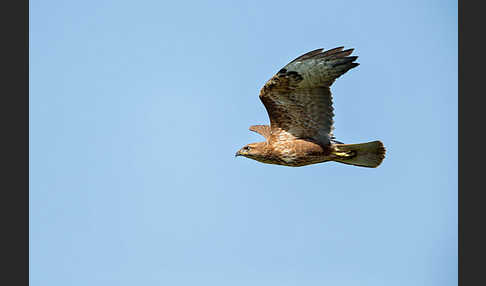 Mäusebussard (Buteo buteo)