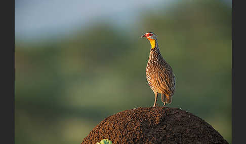 Gelbkehlfrankolin (Pternistis leucoscepus)