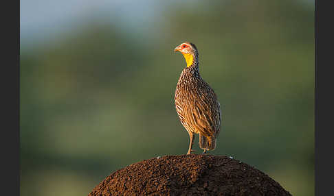 Gelbkehlfrankolin (Pternistis leucoscepus)