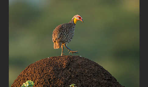 Gelbkehlfrankolin (Pternistis leucoscepus)