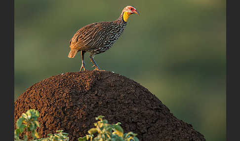 Gelbkehlfrankolin (Pternistis leucoscepus)