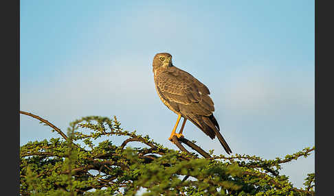 Weißbürzel-Singhabicht (Melierax poliopterus)