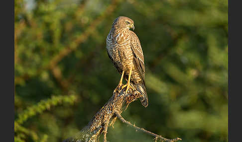 Weißbürzel-Singhabicht (Melierax poliopterus)