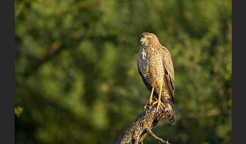 Weißbürzel-Singhabicht (Melierax poliopterus)