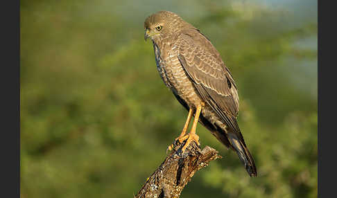 Weißbürzel-Singhabicht (Melierax poliopterus)