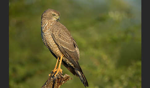 Weißbürzel-Singhabicht (Melierax poliopterus)