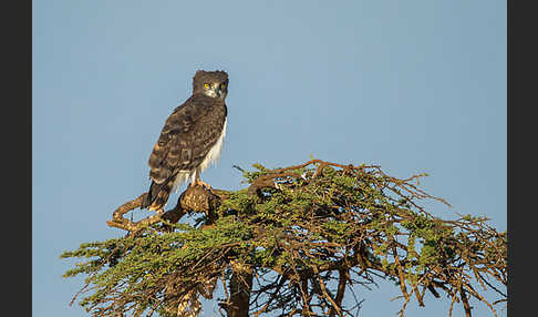 Schwarzbrustschlangenadler (Circaetus pectoralis)