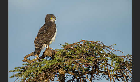 Schwarzbrustschlangenadler (Circaetus pectoralis)