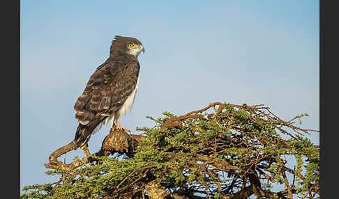 Schwarzbrustschlangenadler (Circaetus pectoralis)