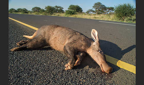 Erdferkel (Orycteropus afer)