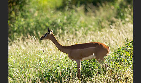 Südliche Giraffengazelle (Litocranius walleri)