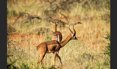 Südliche Giraffengazelle (Litocranius walleri)