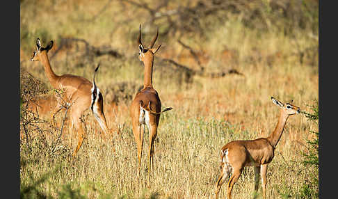 Südliche Giraffengazelle (Litocranius walleri)