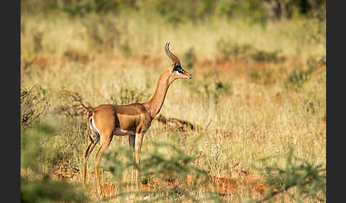 Südliche Giraffengazelle (Litocranius walleri)