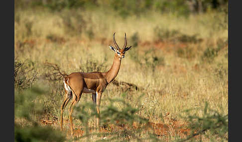 Südliche Giraffengazelle (Litocranius walleri)