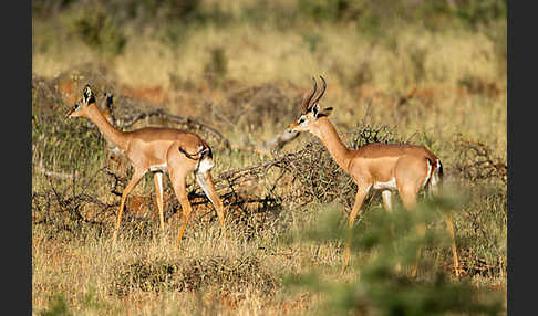 Südliche Giraffengazelle (Litocranius walleri)