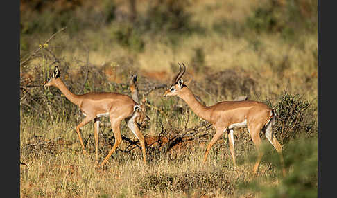 Südliche Giraffengazelle (Litocranius walleri)