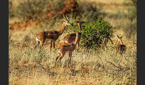 Südliche Giraffengazelle (Litocranius walleri)