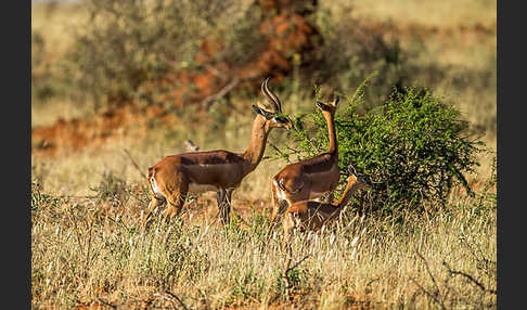 Südliche Giraffengazelle (Litocranius walleri)