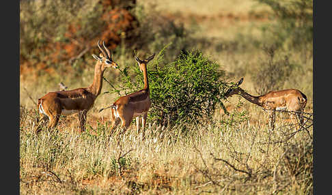 Südliche Giraffengazelle (Litocranius walleri)