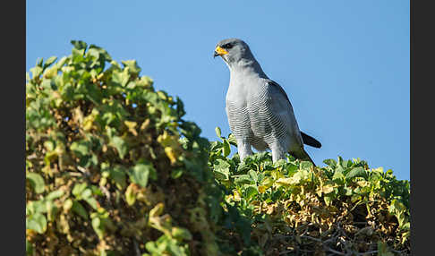 Weißbürzel-Singhabicht (Melierax poliopterus)