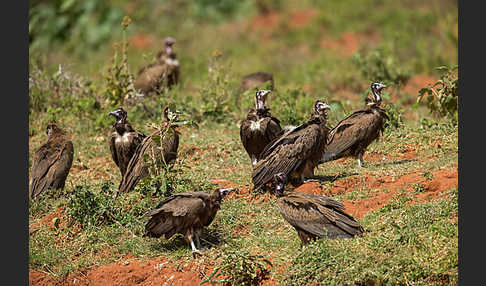 Kappengeier (Necrosyrtes monachus)