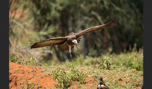 Kappengeier (Necrosyrtes monachus)