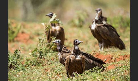 Kappengeier (Necrosyrtes monachus)