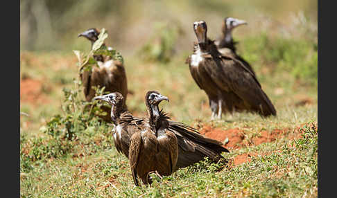 Kappengeier (Necrosyrtes monachus)