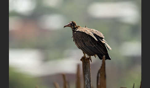 Kappengeier (Necrosyrtes monachus)