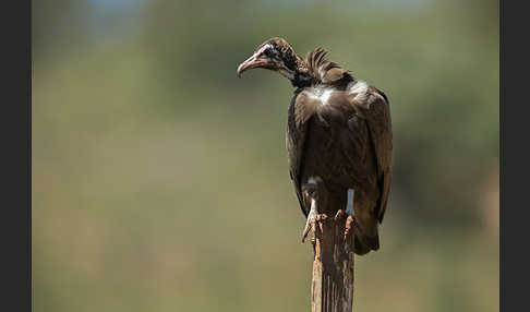 Kappengeier (Necrosyrtes monachus)