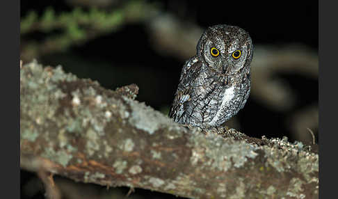 Afrikanische Zwergohreule (Otus senegalensis)